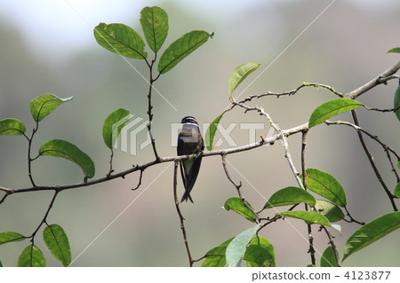 Koshira bean crowned amphibus Koshira bean crowned amphibus 4123877