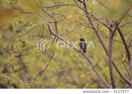 黑鳥 4123977