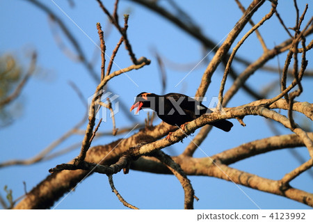 Cucumber cane 4123992