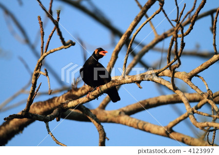 Cucumber cane Cucumber cane 4123997