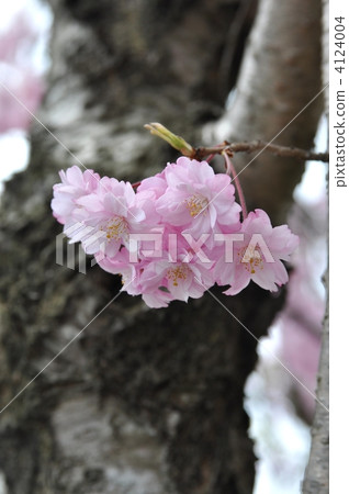 Cherry Blossoms Cherry Blossoms 4124004