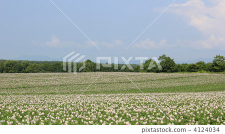 Potato field · Naka-Tsuzu 4124034
