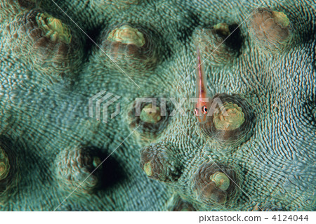 頦突珊瑚蝦虎魚 鰕虎亞目 避難所 4124044