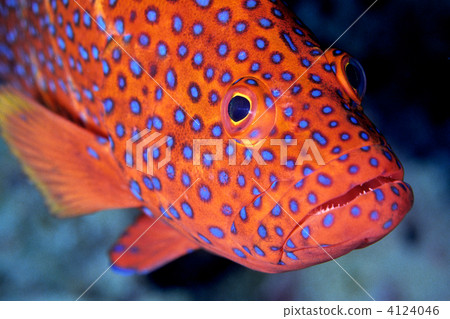 vermilion sea bass, blue-spot rock-cod, serranidae 4124046