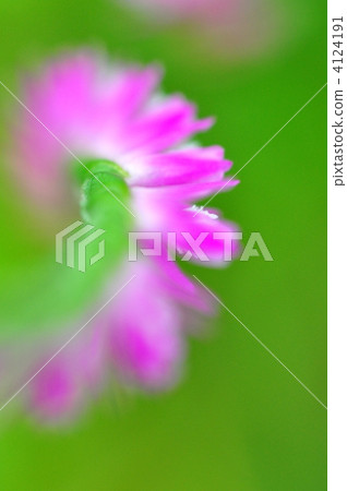 螺絲香蕉 4124191