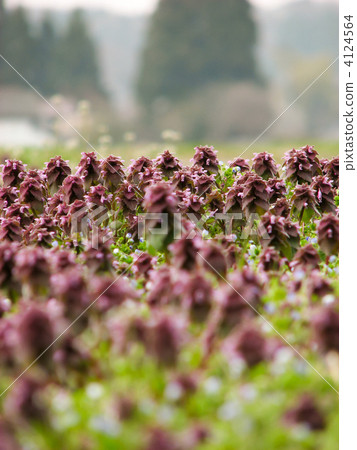 Heterodoricosaurs clumping Heterodoricosaurs clumping 4124564