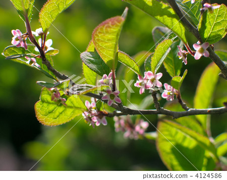 Umodoko花 Umodoko花 4124586