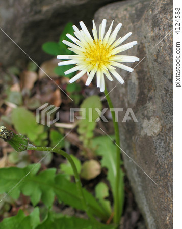 Rabbit dandelion 4124588