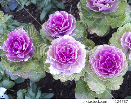 燦爛的紫色皮瓣 燦爛的紫色皮瓣 4124787