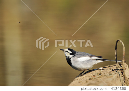 Baxter looking for insects 4124860