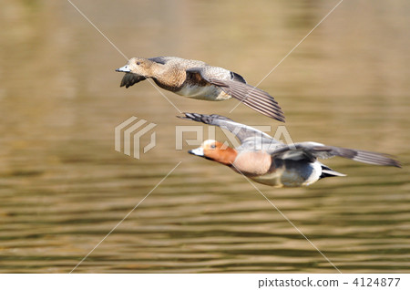 Hydrigamo的Tsugai Hydrigamo的Tsugai 4124877