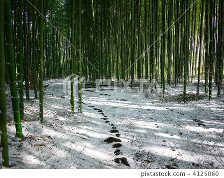 Bamboo grove winter - 02 Bamboo grove winter - 02 4125060