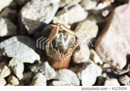 遼吉側金盞花 蓓蕾 芽 4125084