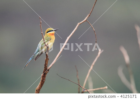 Rui Hachikui 4125171