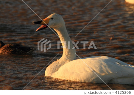 Swan Swan 4125206