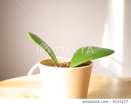 Hartleaf 4125237