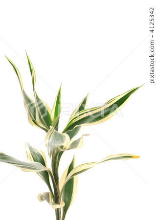 Dracaena sandrianna Dracaena sandrianna 4125342
