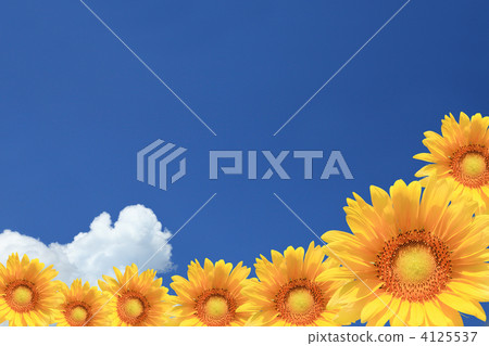 Sunflowers and Ice clouds 4125537