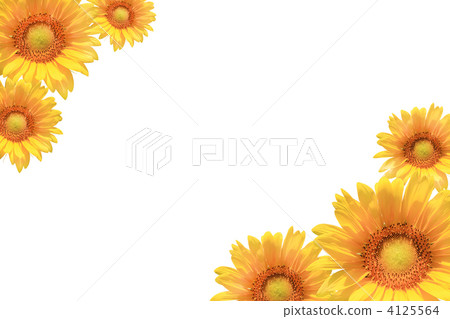 sunflower sunflower 4125564