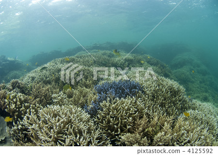 edasango fish, coral, bottom of the ocean 4125592