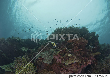 oriental butterflyfish, bottom of the ocean, seabed 4125604