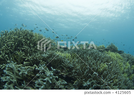 小魚 珊瑚 海底的 4125605