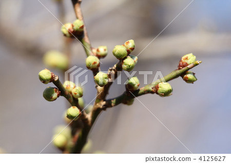 白梅的芽還沒 4125627