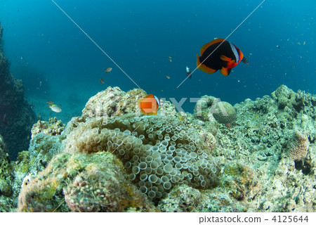 小丑魚 海底 海底的 4125644