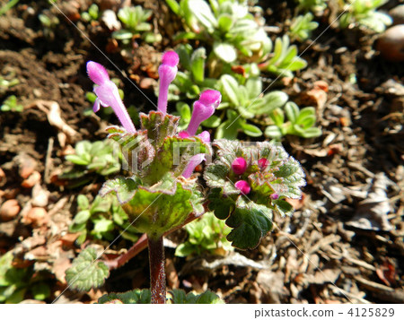 Hotokenosa（佛座） 4125829