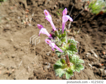 Hotokenosa（佛座） 4125832