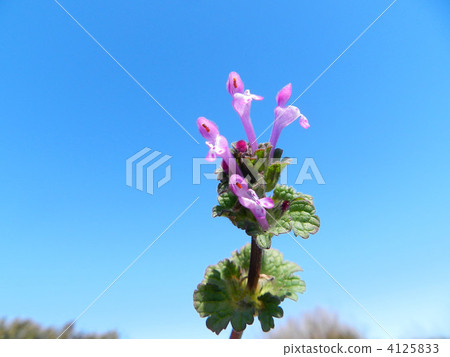 Hotokenosa(佛座) Hotokenosa(佛座) 4125833