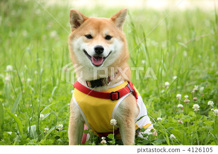Shiba Inu within the white clover 4126105