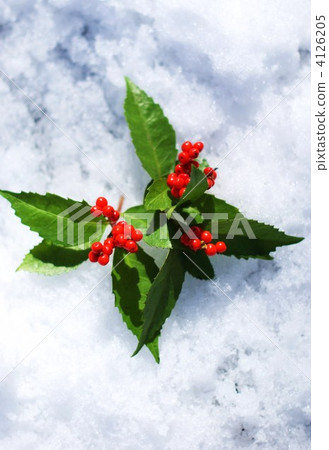 新年形象·雪蓋在一千個垂直位置 4126205