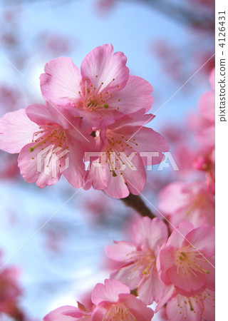 猩紅色的冷櫻桃樹（沖繩） 4126431