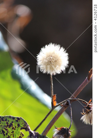 Tsubaki seeds Tsubaki seeds 4126718