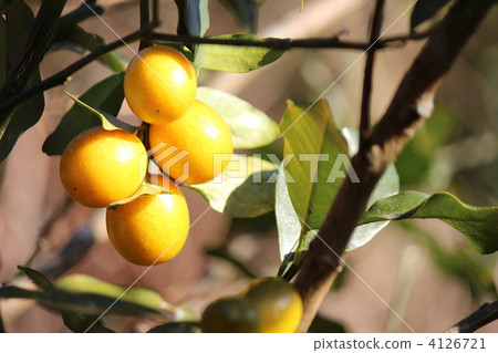 金橘 金橘 4126721