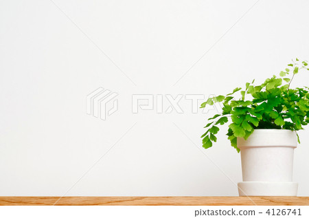 decorative plant, potted plants, potted plant 4126741