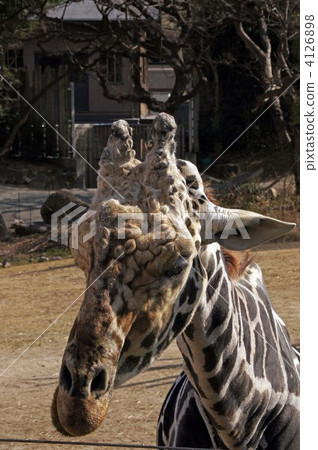 giraffe 4126898