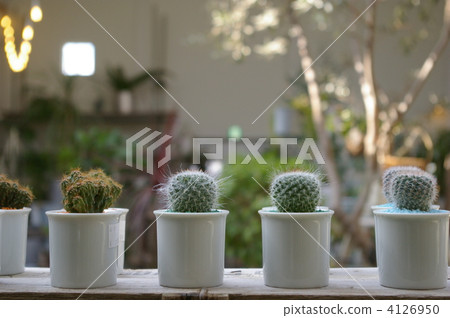 迷你仙人掌 4126950