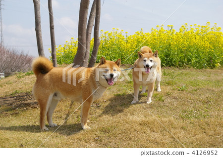 Shiba Inu 4126952