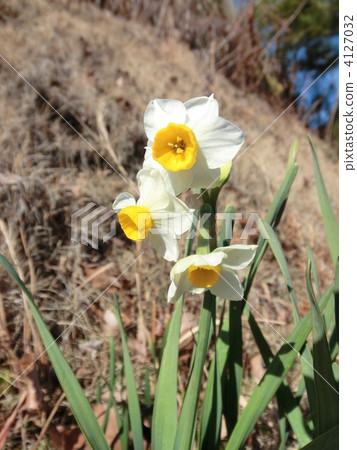 水仙花 花朵 花 4127032