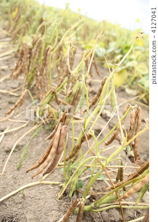 ozubata, azukibata, mamehata 4127041