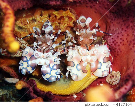 萬年青 斑節蝦 小蝦 4127104