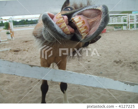 馬想要胡蘿蔔 4127225