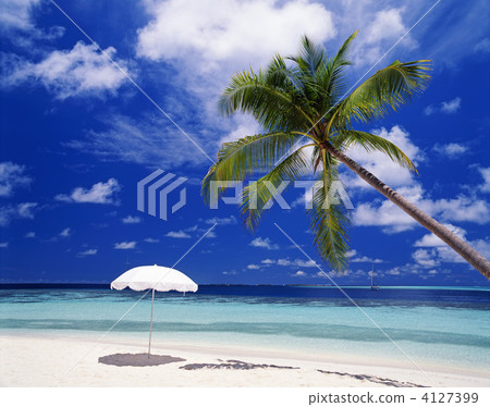 Palm and parasol Palm and parasol 4127399
