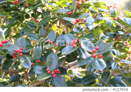 ilex cornuta, chinese holly, fruit 4127659