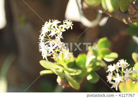 kussuraobata, crassula ovata, jade plant 4127767