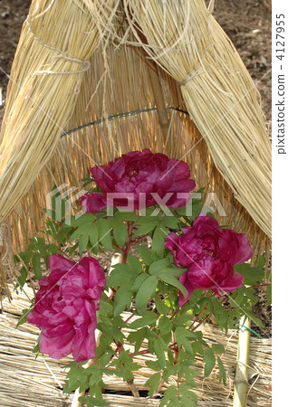 Kamakura rough garden frost enclosure Kamakura rough garden frost enclosure 4127955