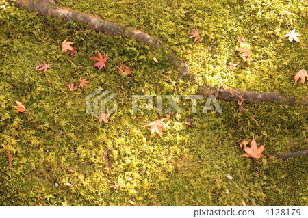 Fallen leaves of Ryoanji 4128179
