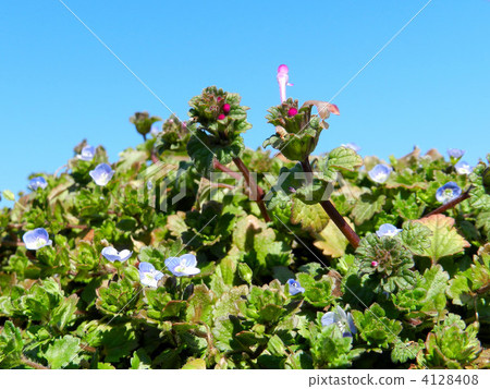 Hotokenosa和Ouninunoguri Hotokenosa和Ouninunoguri 4128408